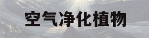空气净化植物(空气净化植物卧室十大排名)
